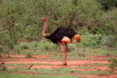 Red ostrich
