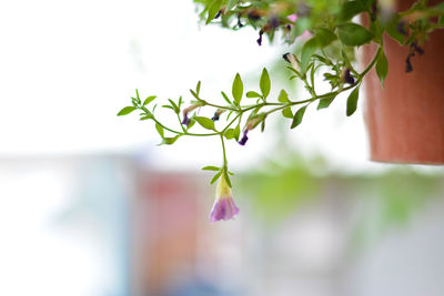 Close-up of pink flowering plant