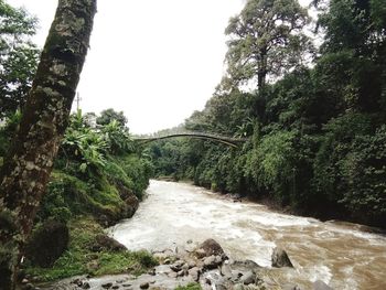 Scenic view of river amidst trees in forest against sky