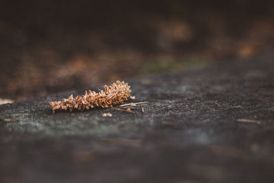 Close-up of dried leaves on wood