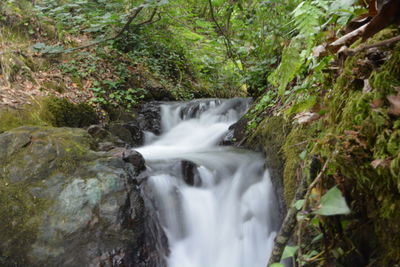 Scenic view of waterfall in forest