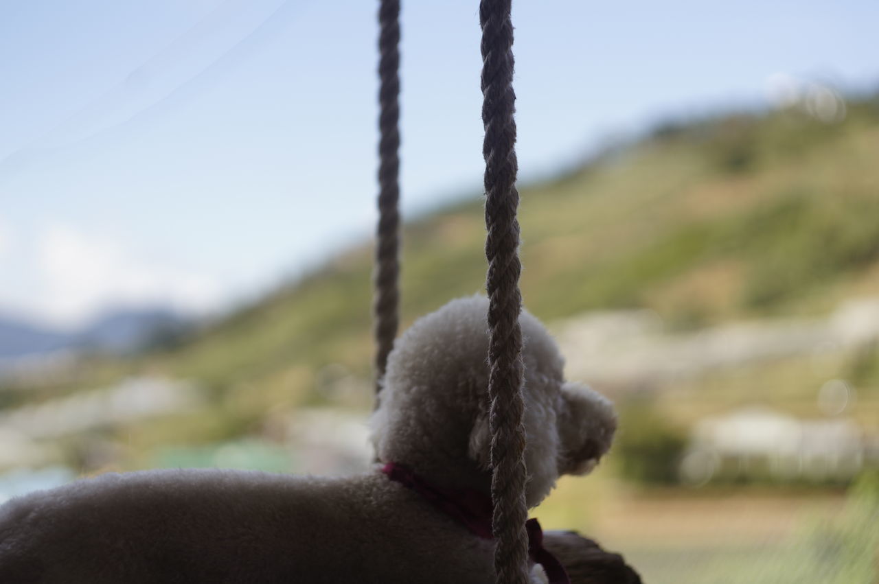 CLOSE UP OF ROPE