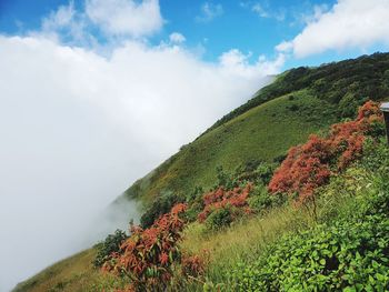 Plants growing on land against sky