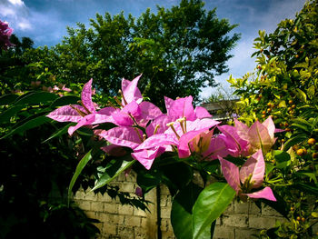 Close-up of pink flowers blooming in park