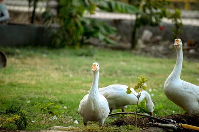White geese on field