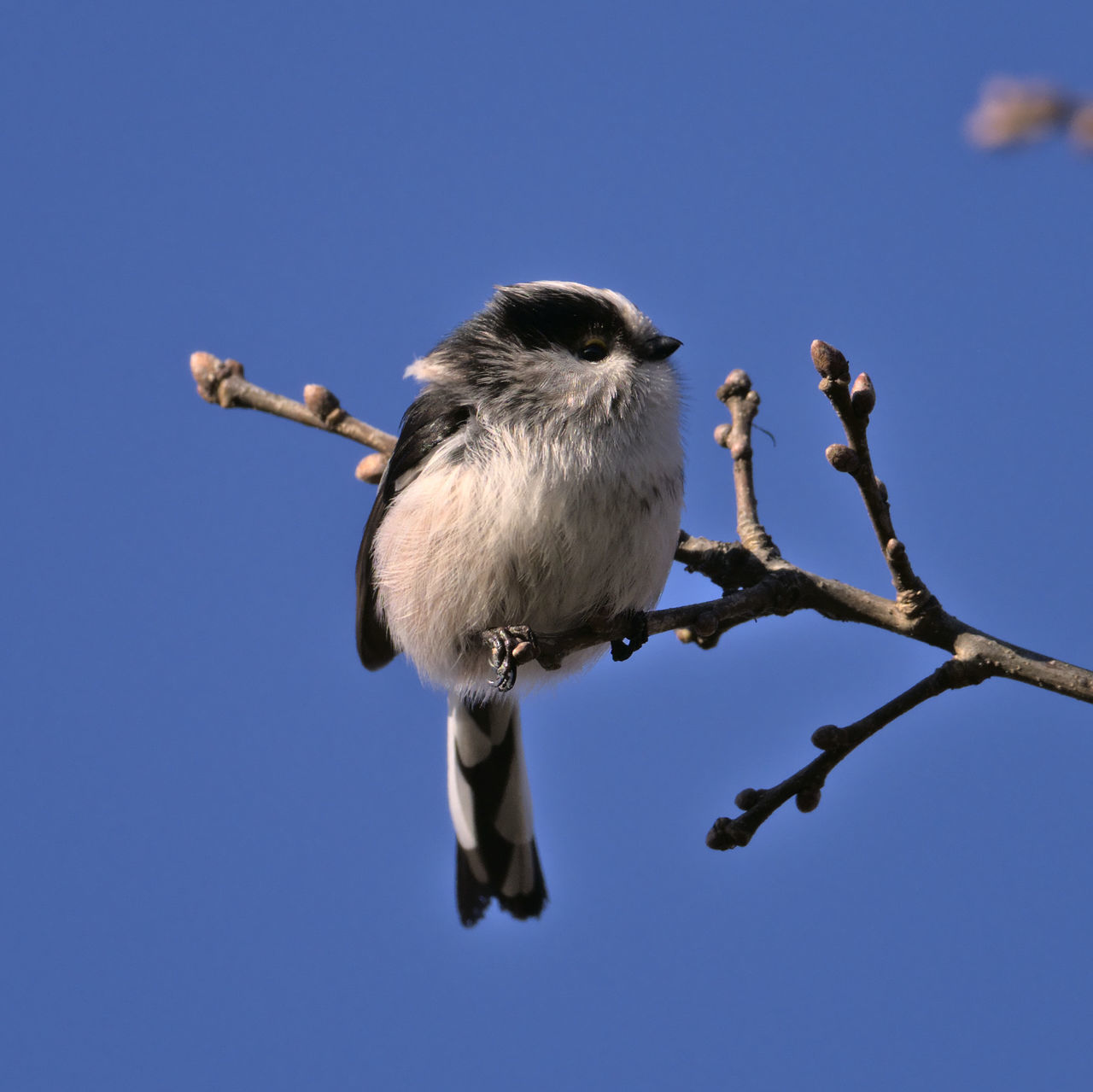 LOW ANGLE VIEW OF BIRD PERCHING ON BRANCH