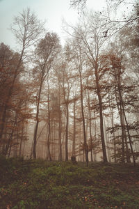 Trees in forest against sky