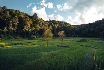 Trees on field against sky