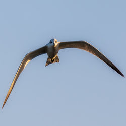 Low angle view of eagle flying against clear sky