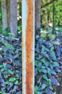 Close-up of rusty metal on tree trunk in forest