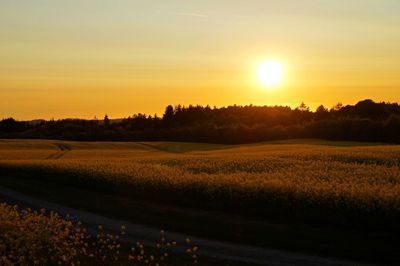 Scenic view of oilseed rape field against sky during sunset