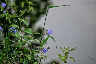 Close-up of purple flowers blooming outdoors