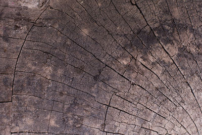 Full frame shot of tree stump