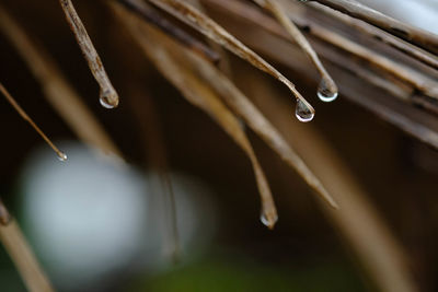 Close-up of water drops on twig