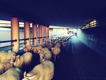 Group of sheep in stadium