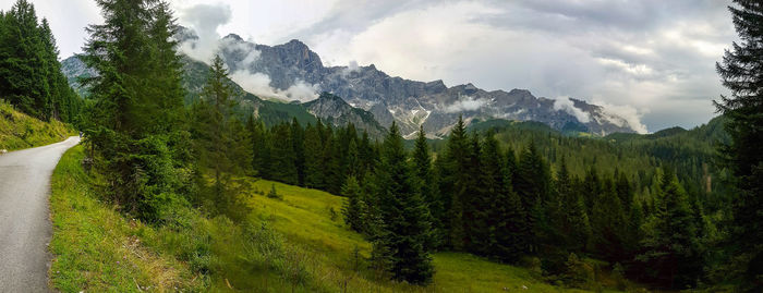 Scenic view of forest against sky