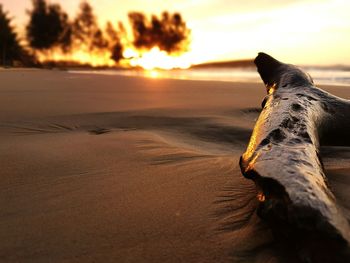 Close-up of lizard on sand at beach against sky