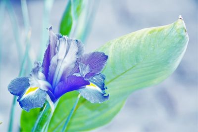 Close-up of iris flower blooming outdoors