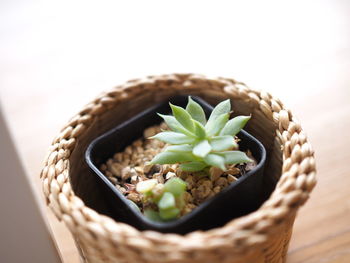 Close-up of succulent plant in basket
