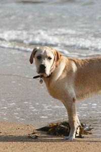 Portrait of dog on beach