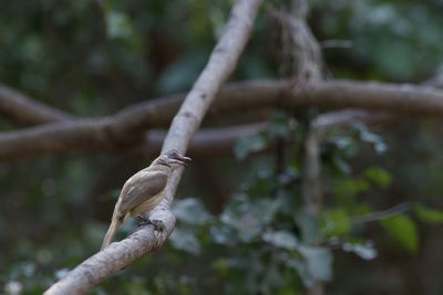Close-up of bird perching on branch