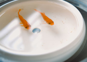 High angle view of fish in plate