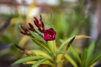 Close-up of pink flowering plant