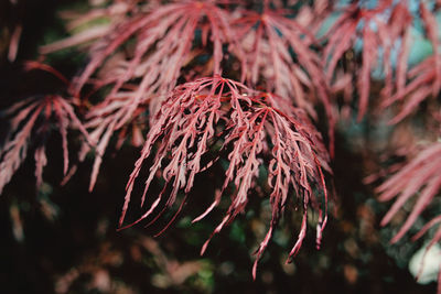 Close-up of dried autumn leaves