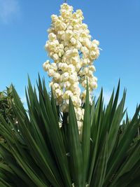 Low angle view of flowering plant against blue sky