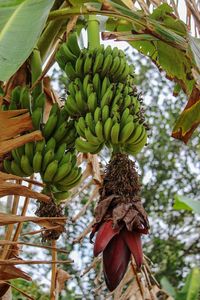 Low angle view of fruits hanging on tree