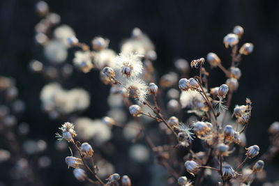 Close-up of insect on flowers