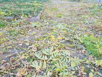 High angle view of plants growing on field