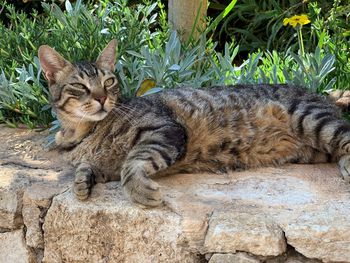 Portrait of cat relaxing by plants