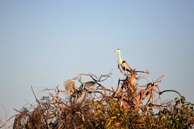 Low angle view of cranes perching on branch
