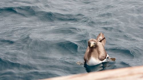 High angle view of dog in sea