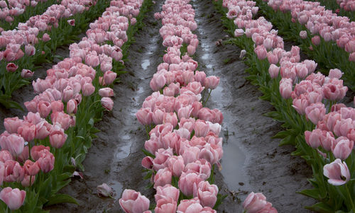 High angle view of pink tulip flowers