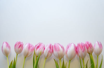 Close-up of pink tulips against white background