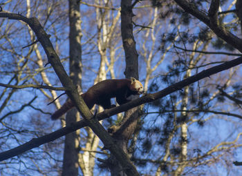 Low angle view of a red panda on tree