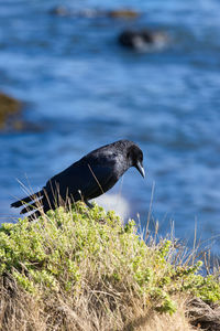 Side view of a bird on grass