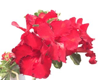 Close-up of pink hibiscus