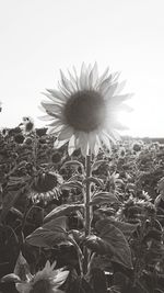 Close-up of sunflower on field against sky