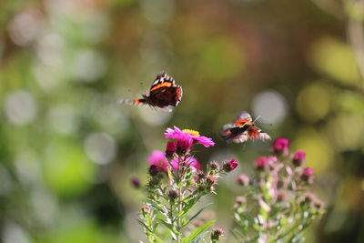 Close-up of bee pollinating on flower