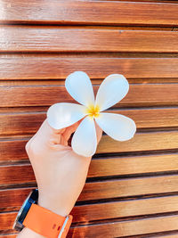 High angle view of woman holding white flowering plant
