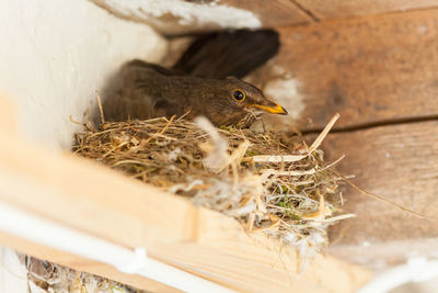 Close-up of bird in nest