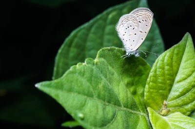 Close-up of butterfly on leaf