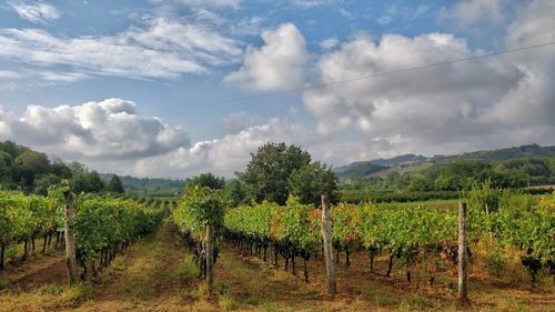 Scenic view of vineyard against sky