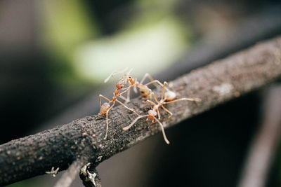 Close-up of ant on leaf