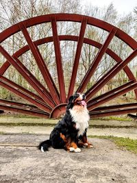 Cat sitting on bridge