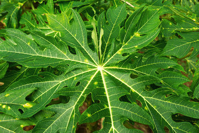 Full frame shot of green leaves on plant