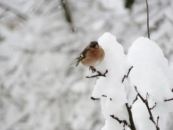 Bird perching on snow covered tree
